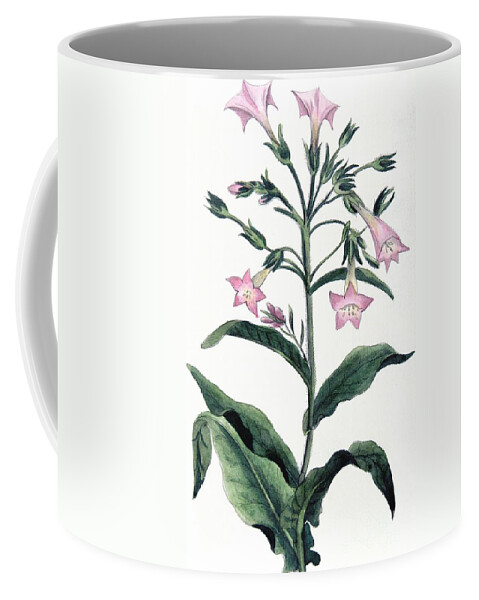 Tobacco Coffee Mug featuring the painting Tobacco Nicotiana Tabacum by Anonymous