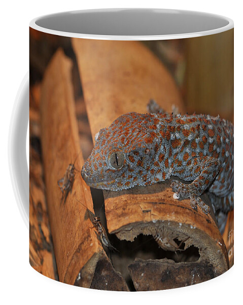 Reptile Coffee Mug featuring the photograph Tokay Gecko by Kathy Baccari