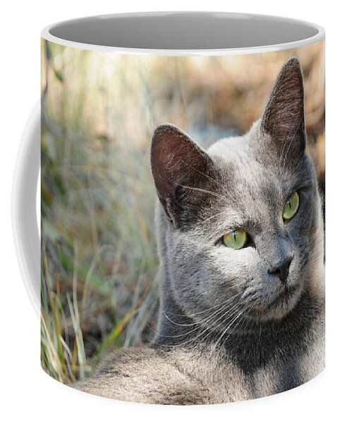 Cat Kitten Grey Coffee Mug featuring the photograph Tom Cat by Susie Rieple
