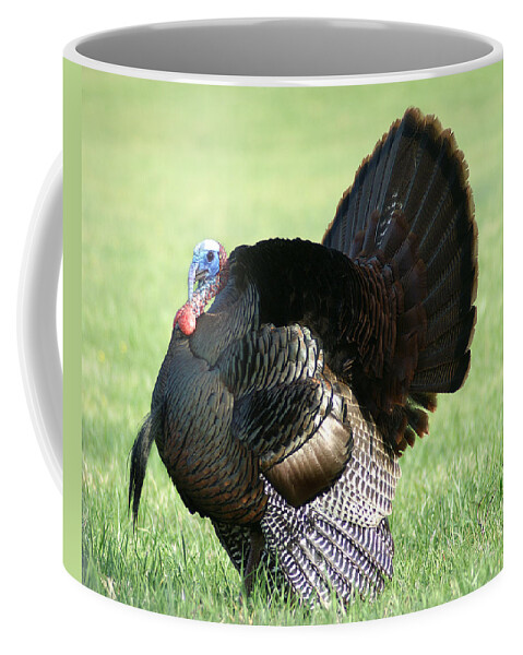 Turkey Coffee Mug featuring the photograph Tom Turkey by TnBackroadsPhotos