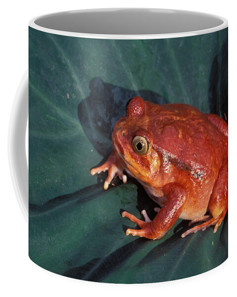 Frog Coffee Mug featuring the photograph Tomato Frog by Nigel Dennis