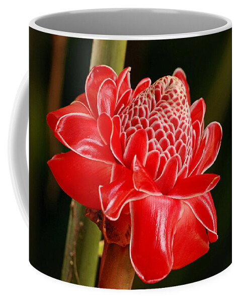 Nature Coffee Mug featuring the photograph Torch Ginger by Lorenzo Cassina