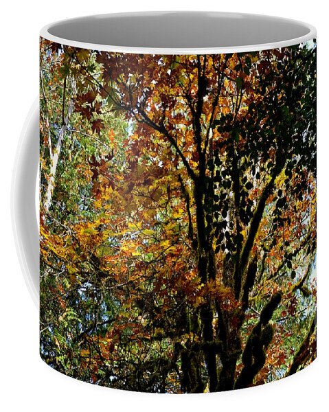 Trees Coffee Mug featuring the photograph Transition by Stephanie Bland