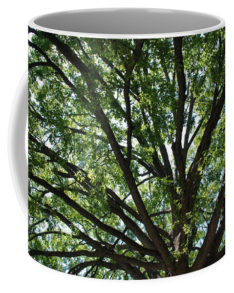 Tree Coffee Mug featuring the photograph Tree Canopy by Kenny Glover