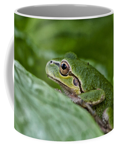 Betty Depee Coffee Mug featuring the photograph Tree Frog by Betty Depee