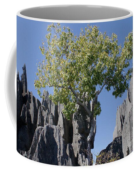 Prott Coffee Mug featuring the photograph Tree in the Tsingy de Bemaraha Madagascar by Rudi Prott