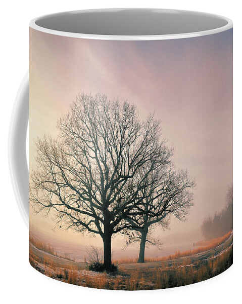 Fog Coffee Mug featuring the photograph Tree Sunlight Fog by Beth Venner