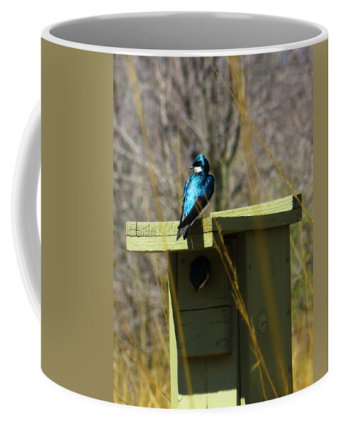 Bird Coffee Mug featuring the photograph Tree Swallow 2 by Shawna Rowe