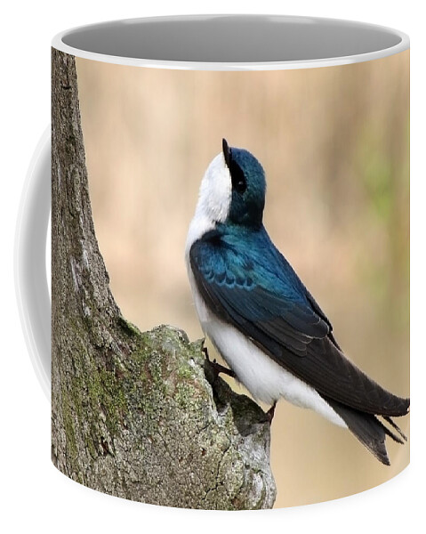 Tree Swallow. Swallow Coffee Mug featuring the photograph Tree Swallow by Ann Bridges