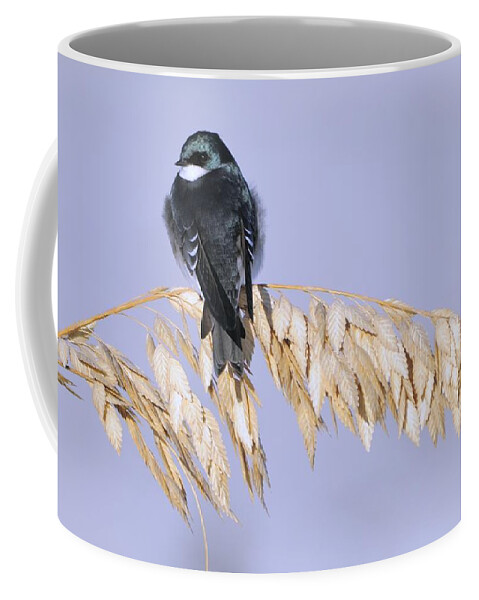 Tree Swallow Coffee Mug featuring the photograph Tree Swallow on Sea Oats by Bradford Martin