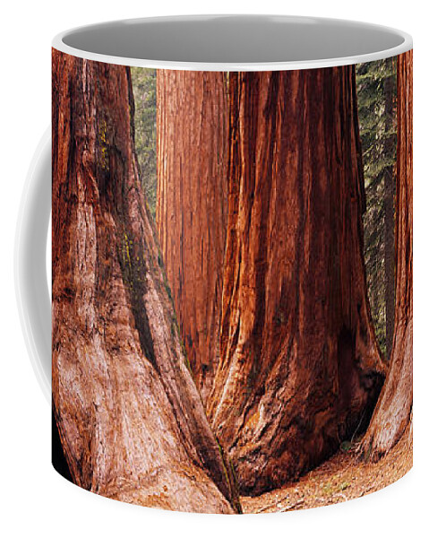 Photography Coffee Mug featuring the photograph Trees At Sequoia National Park by Panoramic Images