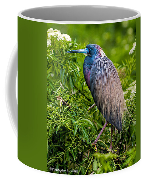 Heron Coffee Mug featuring the photograph Tri-Color Heron by Christopher Holmes