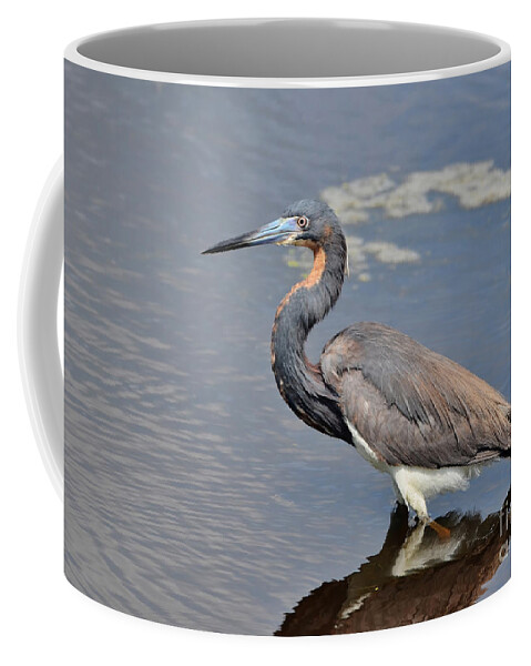 Heron Coffee Mug featuring the photograph Tri Colored Heron by Kathy Baccari