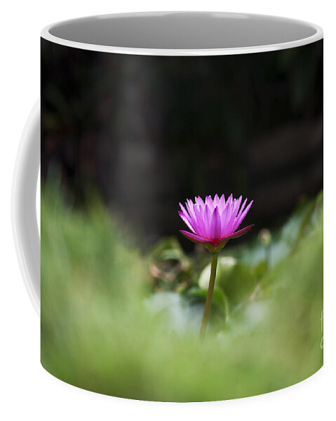 Nymphaea Coffee Mug featuring the photograph Tropical Water Lily by Tim Gainey