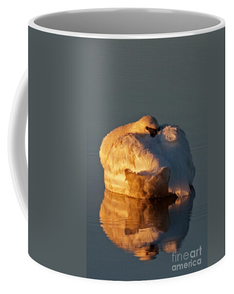 Birds Coffee Mug featuring the photograph Trumpeter Swan on Swan Lake by Fred Stearns