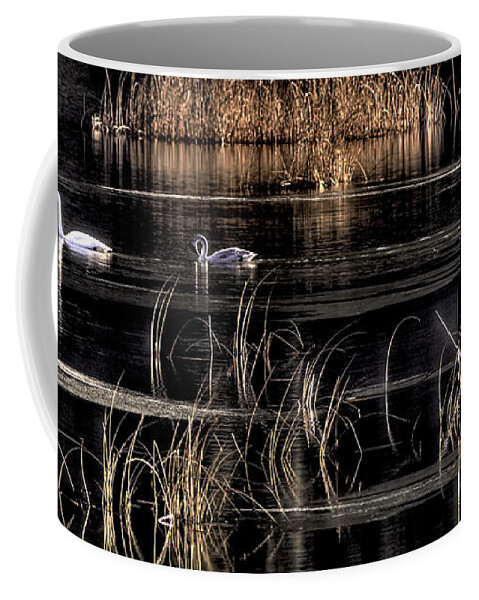 Trumpeter Swans Coffee Mug featuring the photograph Trumpeter Swans a Swimming by Sharon Talson