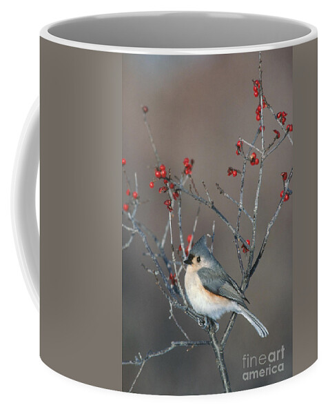 Tufted Titmouse Coffee Mug featuring the photograph Tufted Titmouse by Larry West