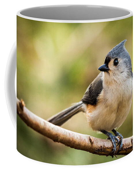 Eye Coffee Mug featuring the photograph Tufted Titmouse perched on a branch by Mihai Andritoiu