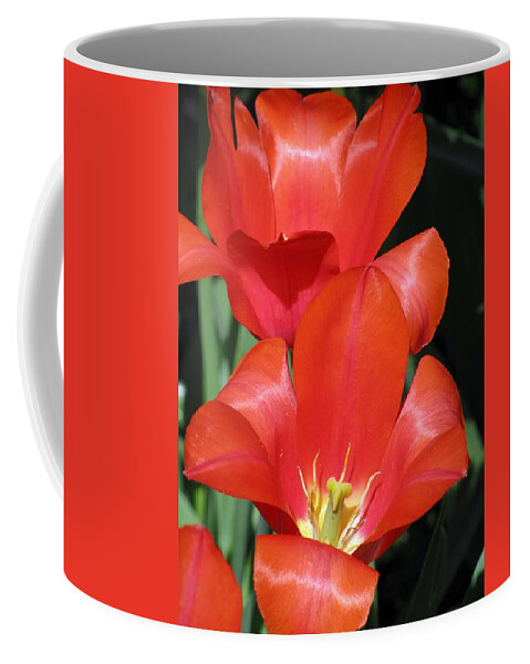 Tulip Coffee Mug featuring the photograph Tulips - Filled With Desire 02 by Pamela Critchlow