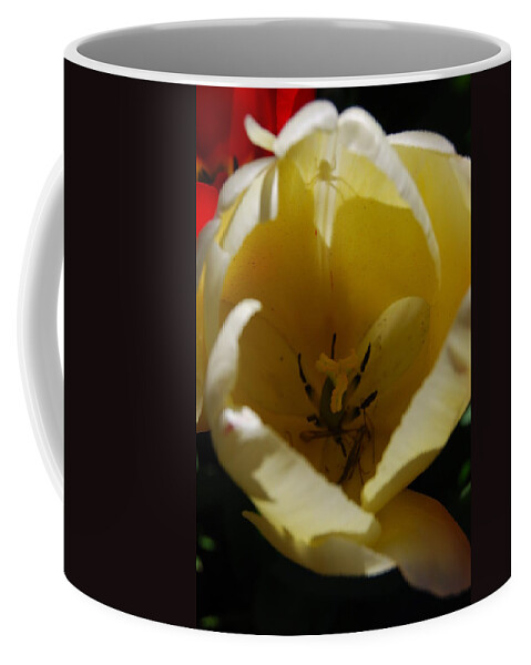 White Tulips Coffee Mug featuring the photograph Tulip's Kiss by Jani Freimann