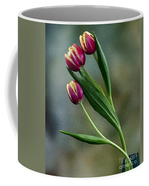 Flowers Coffee Mug featuring the photograph Tulips by Shirley Mangini