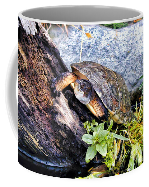 Turtle Coffee Mug featuring the photograph Turtle 1 by Dawn Eshelman