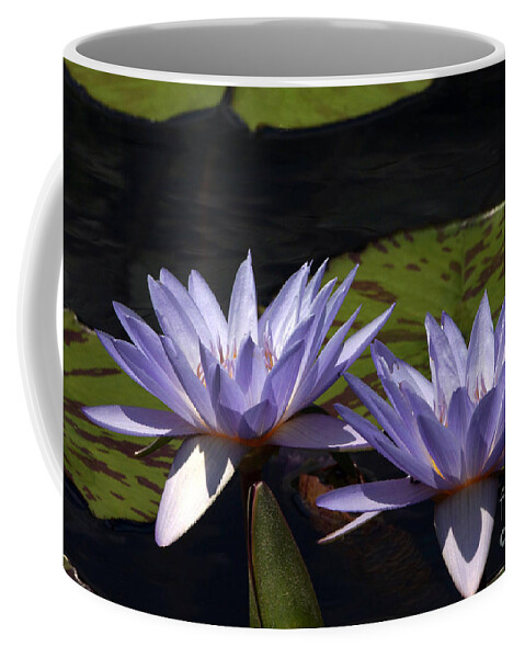 Lavender Tropical Twin Waterlilies Coffee Mug featuring the photograph Twin Lavender Tropical Waterlilies by Byron Varvarigos