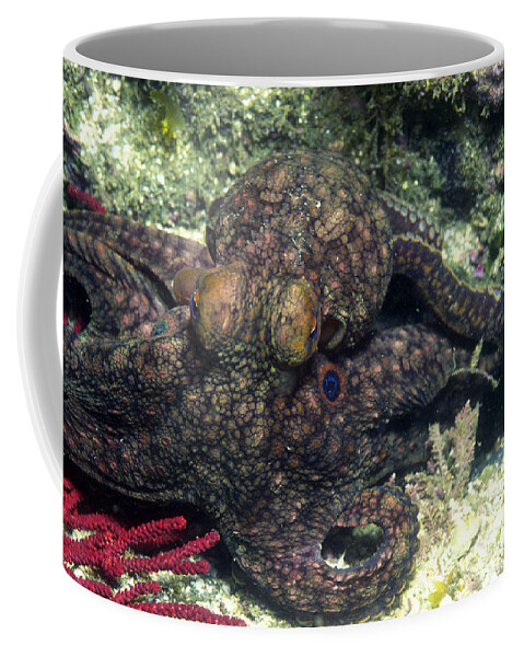 Animal Coffee Mug featuring the photograph Twin Spot Octopus by Greg Ochocki