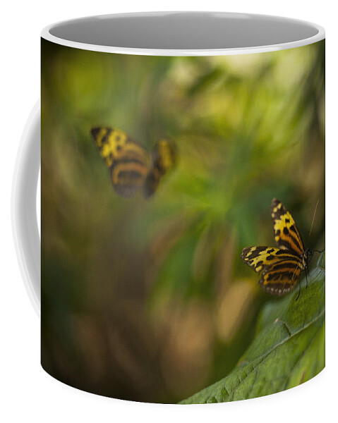 Butterfly Coffee Mug featuring the photograph Two Butterflies by Bradley R Youngberg
