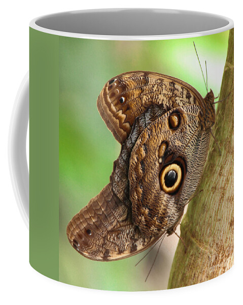 Caligo Coffee Mug featuring the photograph Two Caligo Atreus Butterflies by Amanda Mohler