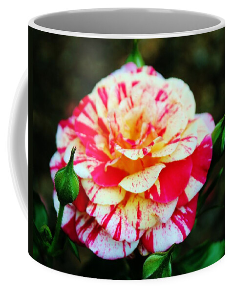 Bi Color Coffee Mug featuring the photograph Two Colored Rose by Cynthia Guinn
