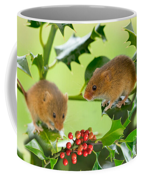 Mouse Coffee Mug featuring the photograph Two Harvest Mice at Christmas by Louise Heusinkveld