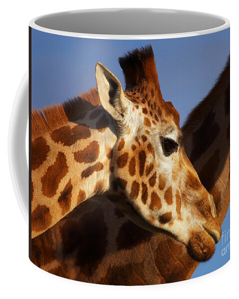 Rotschild Coffee Mug featuring the photograph Two Rothschild Giraffes by Nick Biemans