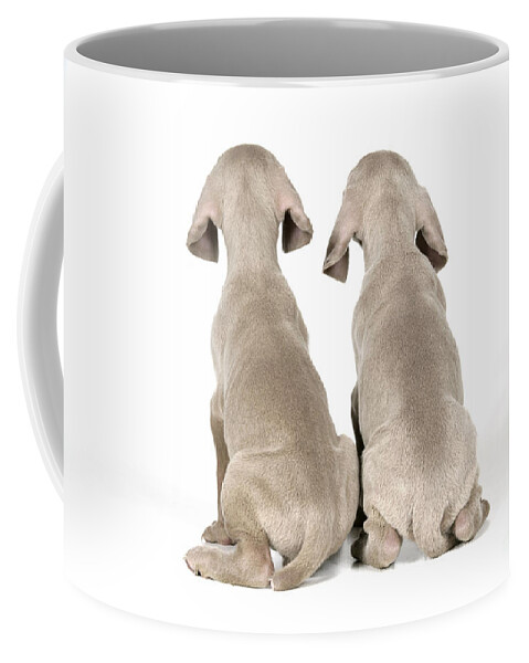 Dog Coffee Mug featuring the photograph Two Weimaraner Puppies by John Daniels