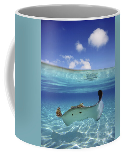 Above Coffee Mug featuring the photograph Underwater Stingray 3 by M Swiet Productions