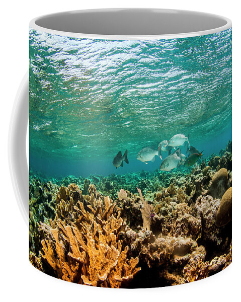 West End Coffee Mug featuring the photograph Underwater View Of School Of Fish by Logan Mock-Bunting