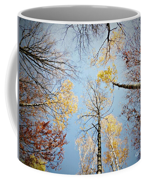 Birches Coffee Mug featuring the photograph Upside down autumn by Amalia Suruceanu