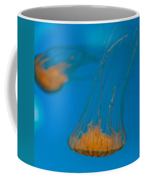 Jellyfish Coffee Mug featuring the photograph Upside Down Sea Nettle by Scott Campbell
