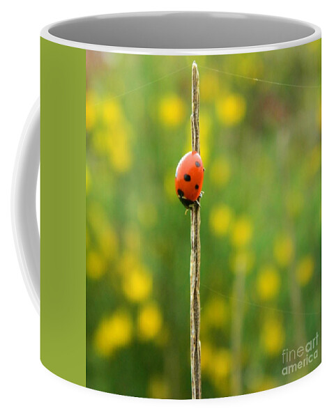 Ladybug Coffee Mug featuring the photograph Upsidedown Ladybug by Gallery Of Hope 