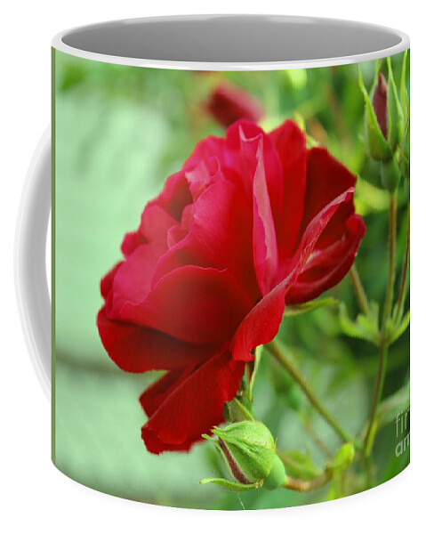 Rose.roses Coffee Mug featuring the photograph Velvet Red Rose by Judy Palkimas