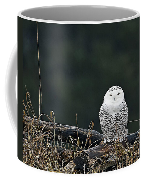 Snowy Owl Coffee Mug featuring the photograph Vermont Snowy Owl by John Vose