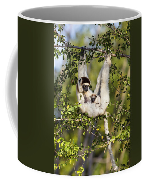 Feb0514 Coffee Mug featuring the photograph Verreauxs Sifaka With Young Madagascar by Konrad Wothe