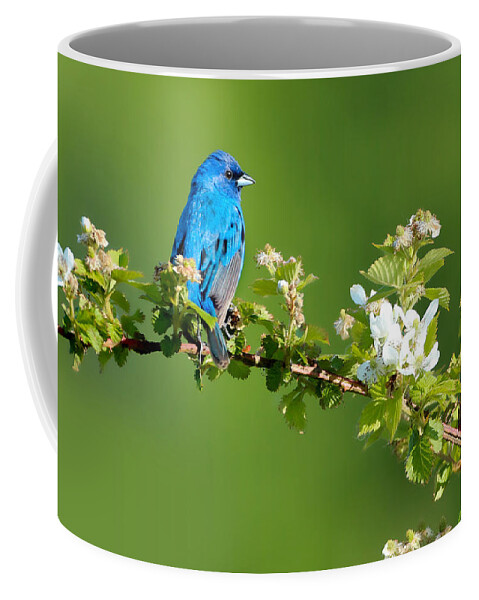Indigo Bunting Coffee Mug featuring the photograph Vibrance of Spring by Rob Blair