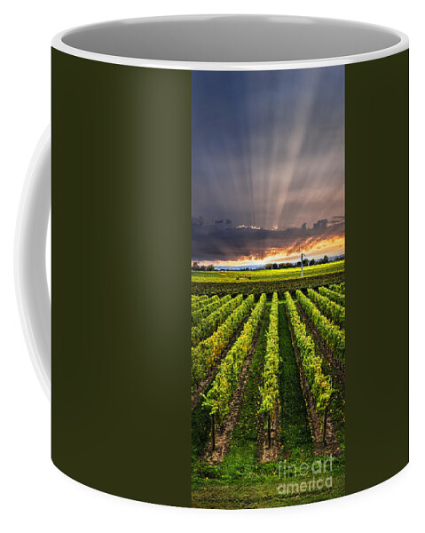 Vineyard Coffee Mug featuring the photograph Vineyard and sunset sky by Elena Elisseeva