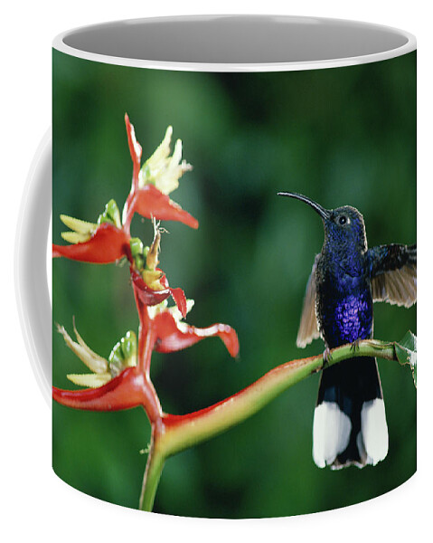 Mp Coffee Mug featuring the photograph Violet Sabre-wing Hummingbird by Michael and Patricia Fogden