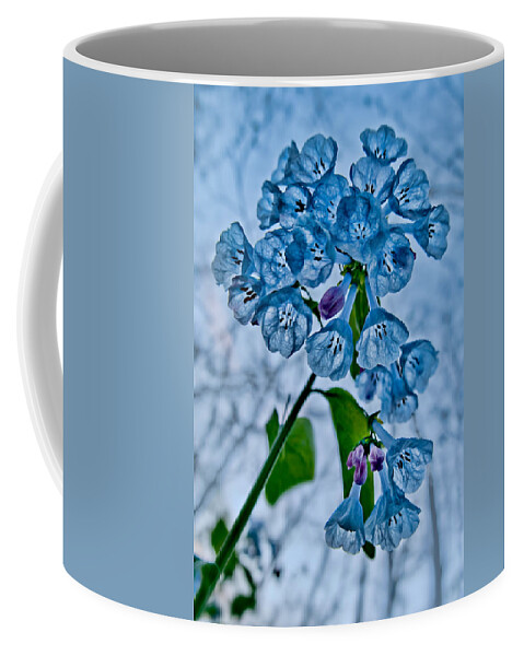 2012 Coffee Mug featuring the photograph Virginia Bluebells by Robert Charity