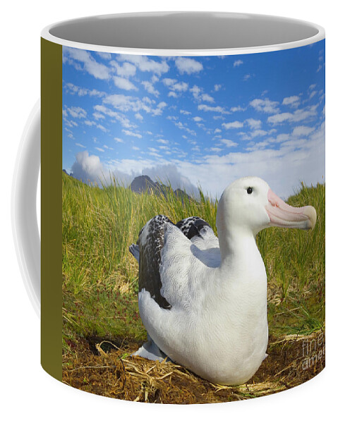 00345306 Coffee Mug featuring the photograph Wandering Albatross Incubating by Yva Momatiuk John Eastcott
