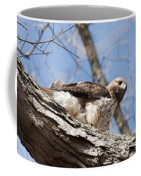 Hawk Coffee Mug featuring the photograph Looking for Lunch by David Arment