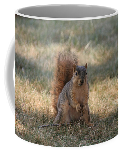 Squirrel Coffee Mug featuring the photograph Brown city squirrel watching me by Valerie Collins