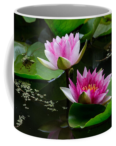 Water Garden Delight Coffee Mug featuring the photograph Water Garden Delight by Dale Kincaid
